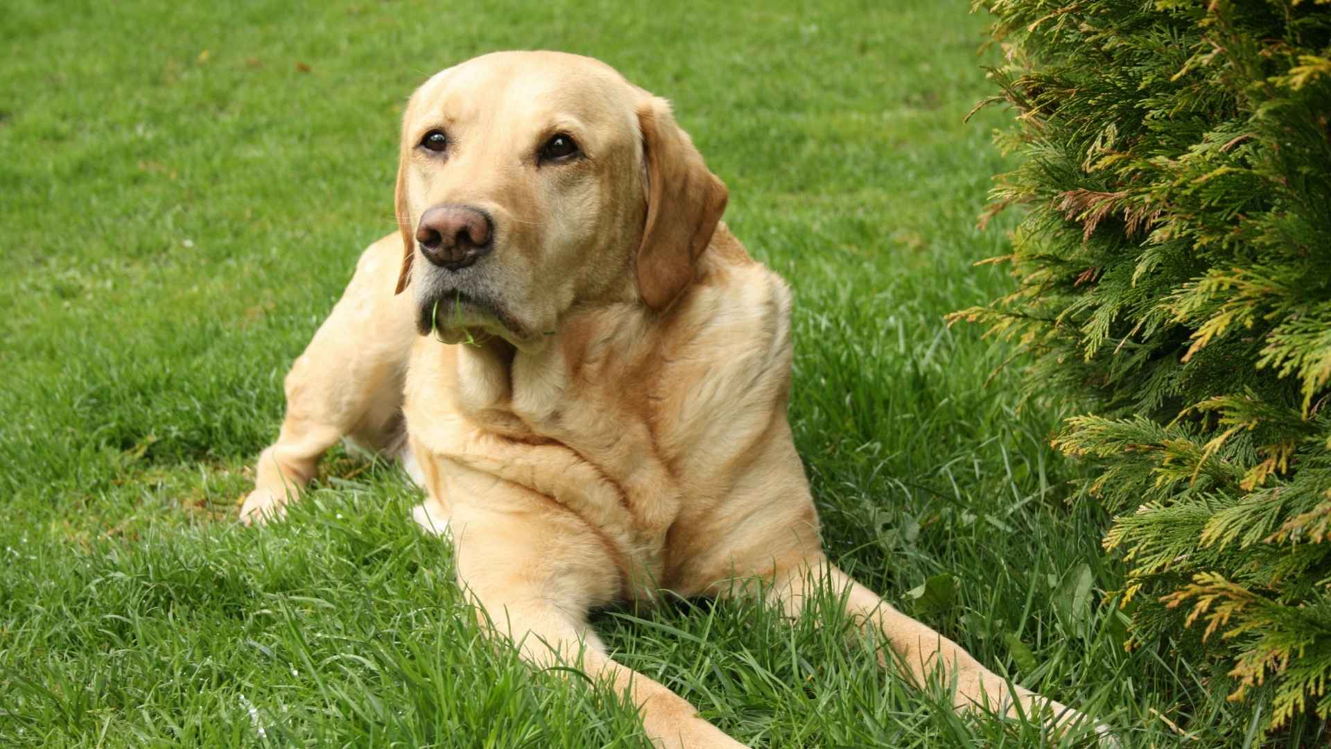 labrador 